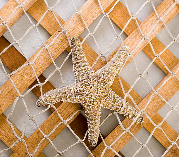 Trapped Starfish stock photo