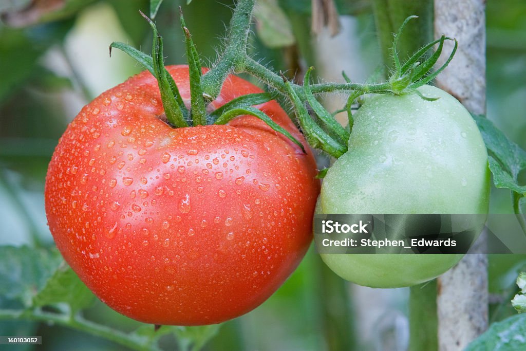 Fresh garden tomatoes on the VIne A red ripe tomato and a green tomato on the vine.  Both are moistened by morning dew. Agriculture Stock Photo