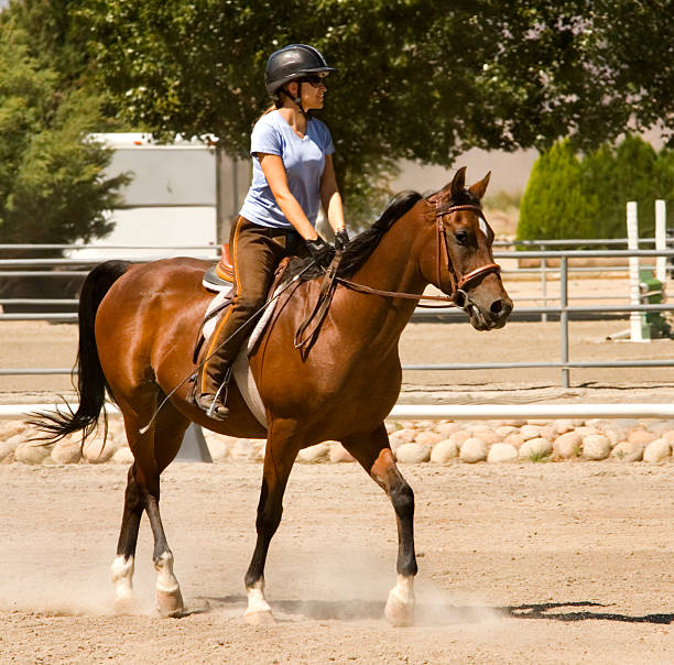 女の子写真のアラビアの馬の乗馬 ストックフォト