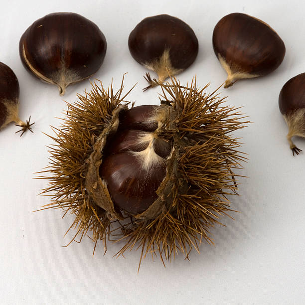 Chestnut Husk and Chestnuts stock photo