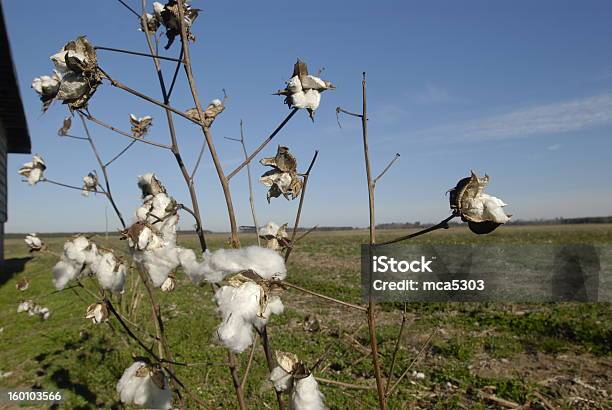 Campo Di Cotone - Fotografie stock e altre immagini di Affari - Affari, Agricoltura, Ambientazione esterna