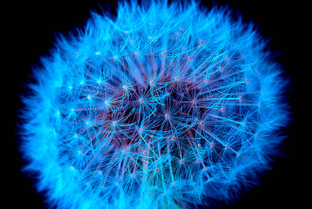 istock Blowball dandelion in blue 160103623