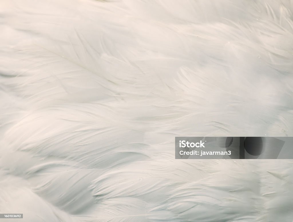 Fundo de penas branco - Foto de stock de Abstrato royalty-free