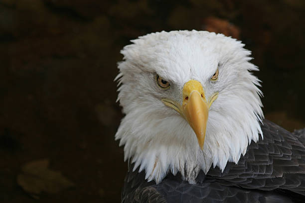 istock American Eagle - Symbol Of A Country: 160103815