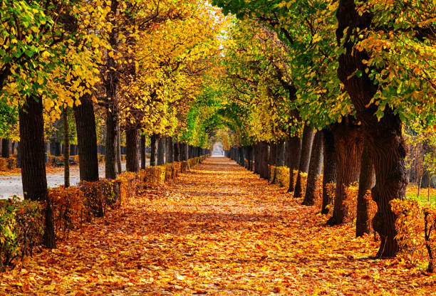 istock Empty alley covered by foliage in autumn park, Vienna, Austria 1601039463