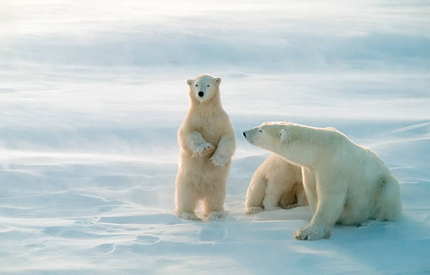 orsi polari - polar bear arctic animal snow foto e immagini stock