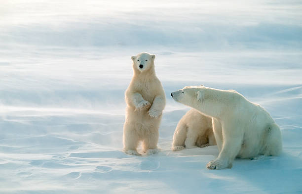 Polar bears Polar bear cub standing to see further.Canadian Arctic polar bear stock pictures, royalty-free photos & images