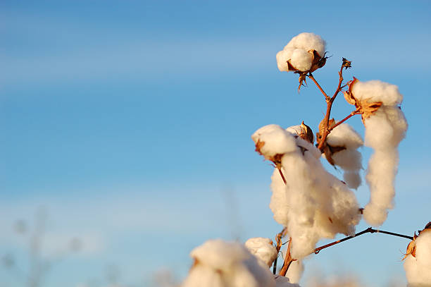 istock Cotton plant readyfor harvest 160104069
