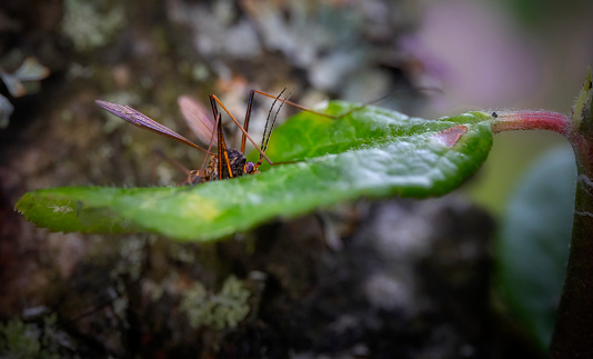 Crane fly comouflage in a leaf