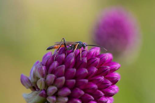 Common earwig (Forficula auricularia) on Lavender (Lavandula) in the garden