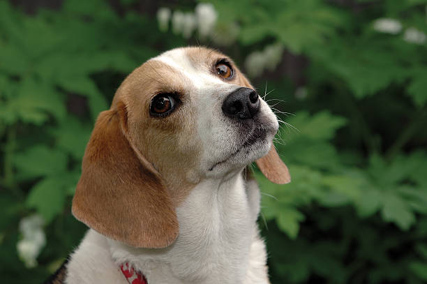 beagle - Photo