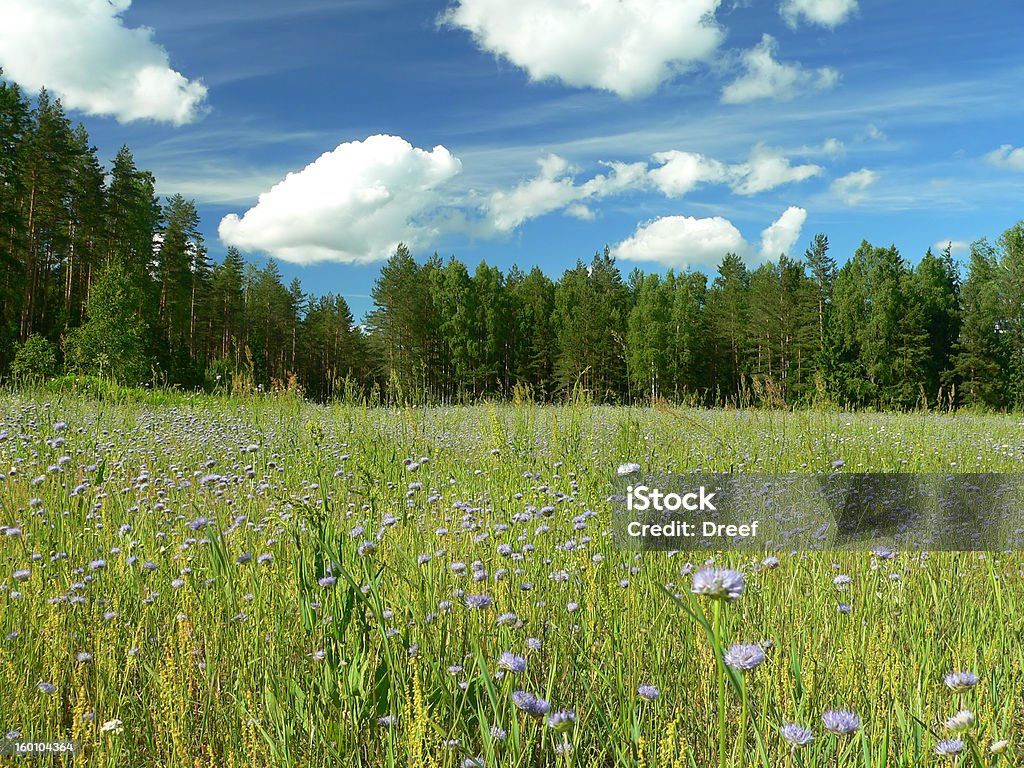 Field von blauen Blumen - Lizenzfrei Agrarbetrieb Stock-Foto