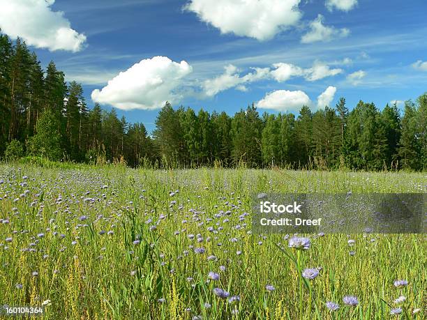 Field Von Blauen Blumen Stockfoto und mehr Bilder von Agrarbetrieb - Agrarbetrieb, Baum, Bewunderung