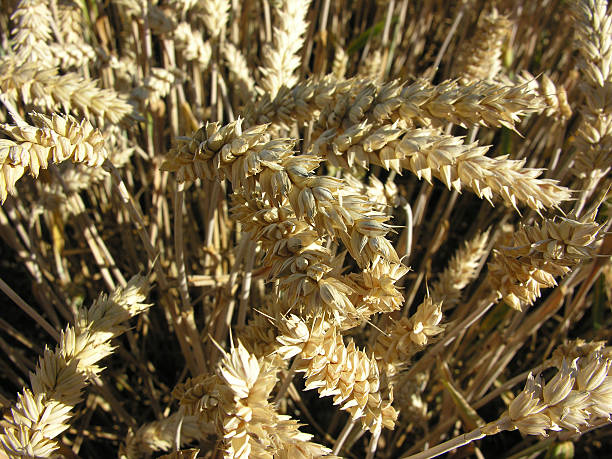 Grain stock photo