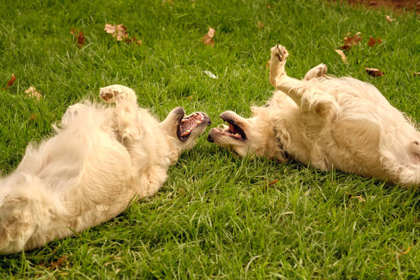 Cute fluffy Golden Retriever dogs with opened mouths lying on lawn and playing together in summer park