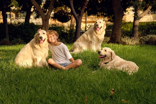 Delighted preteen child sitting on grass with friendly Golden Retriever dogs and looking at camera while enjoying sunny day in summer park