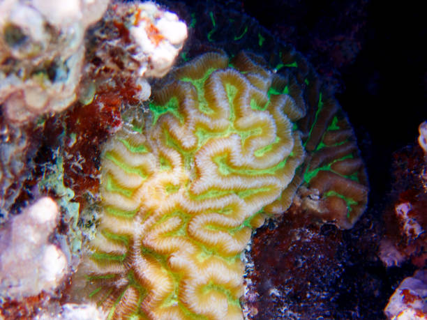 istock Colpophyllia natans - (Boulder Brain Coral), undersea macro photography 1601046589