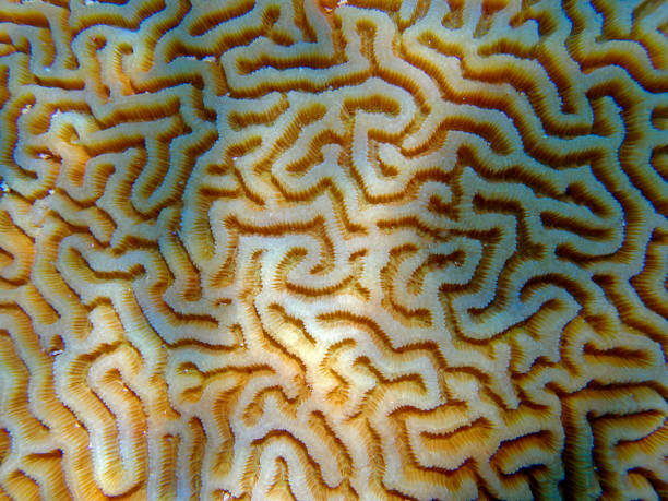 istock Colpophyllia natans - (Boulder Brain Coral), undersea macro photography 1601046596