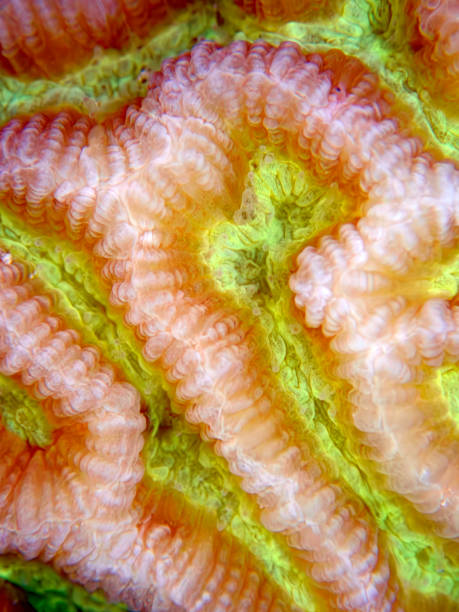 istock Colpophyllia natans - (Boulder Brain Coral), undersea macro photography 1601046612