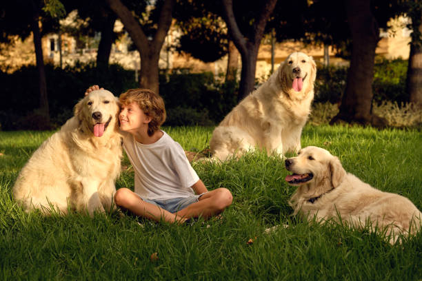 istock Smiling boy stroking dogs in park 1601046620
