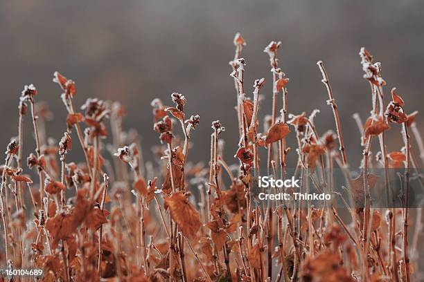 Nieve En Hojas Foto de stock y más banco de imágenes de Aire libre - Aire libre, Carámbano, Escarcha