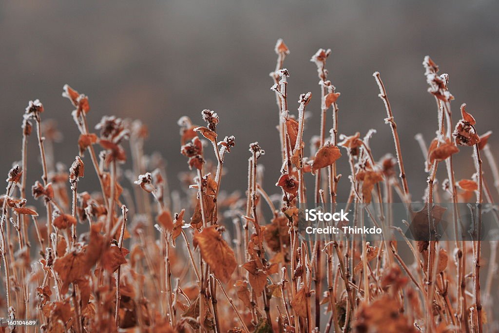 Neige sur feuilles - Photo de Feuille libre de droits