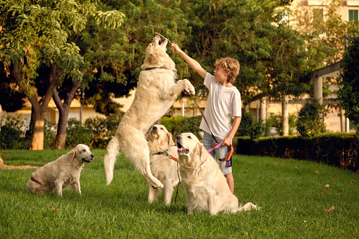 Preteen boy playing with pack of Golden Retriever dogs with stick on green lawn in summer garden