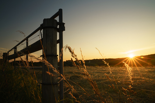 Morning sunrise glow over a grass meadow with a farm gate and some wheat grasses in foreground.