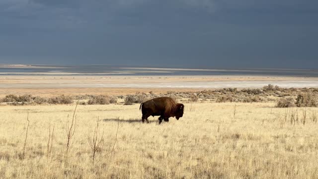 American Bison, buffalo, Utah