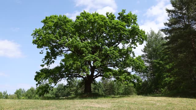 Old oak with green foliage in windy weather