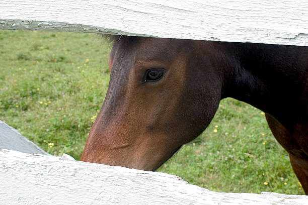 Horse through a fence stock photo