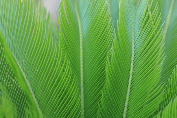 istock Green Tropical Palm leaf nature on blurred greenery background. 1601060157