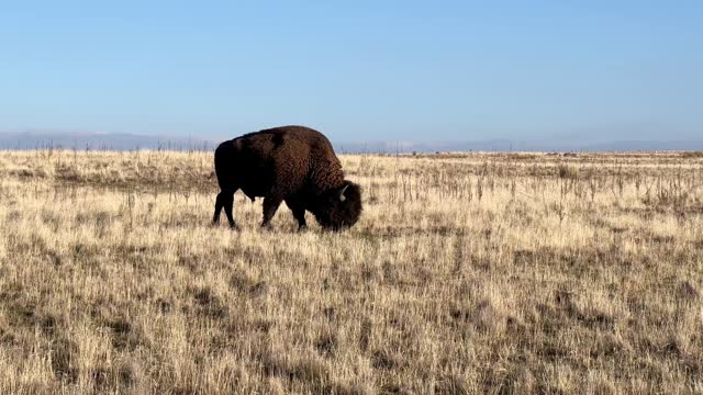 American Bison, buffalo, Utah