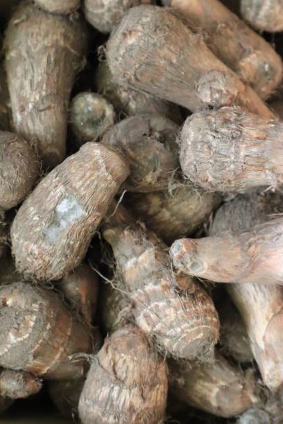 istock Close-up of many taros 1601063973