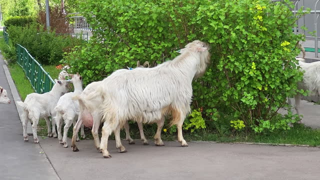 Goats are munching on leaves from a bush in a meadow near rural houses