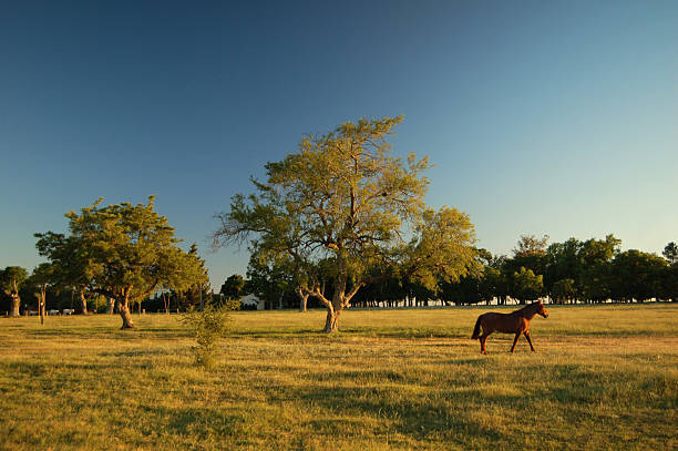 Mare enjoying the last rays of evening sunshine in her paddock on a rustic farm.