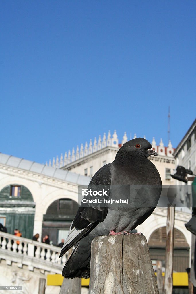 Paloma Venetian - Foto de stock de Animal libre de derechos