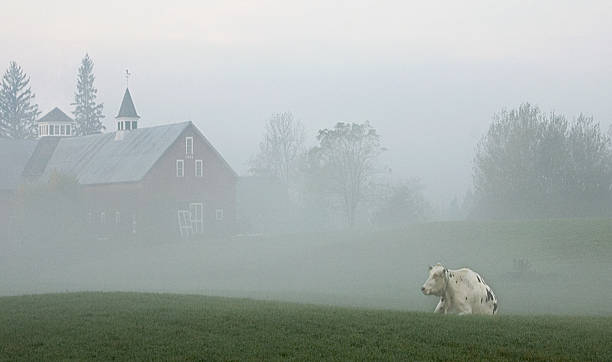 e fienile di mucca - vermont farm dairy farm agricultural building foto e immagini stock