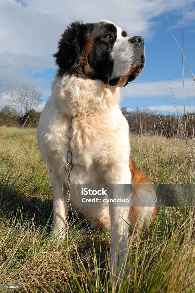 Seduta San Bernardo - Foto stock royalty-free di Barbone - Cane di razza