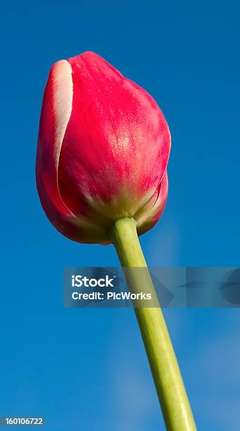 Tulipano Rosso Cielo Blu - Fotografie stock e altre immagini di Ambientazione esterna - Ambientazione esterna, Annusare, Bellezza naturale