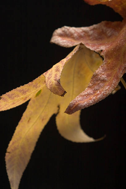 Fall leaves stock photo