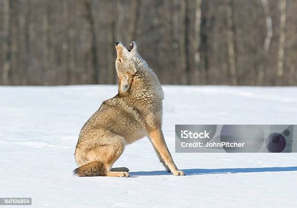 Coyote - Fotografie stock e altre immagini di Coyote - Coyote, Ululare, Neve