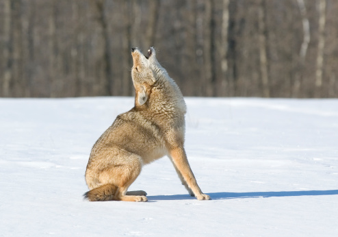 Coyote howling in winter.