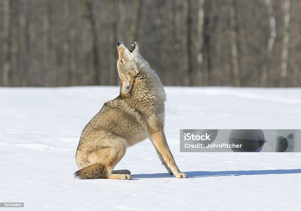 Coyote Coyote howling in winter. Coyote Stock Photo