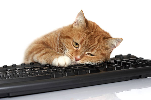 The red cat lays on the keyboard