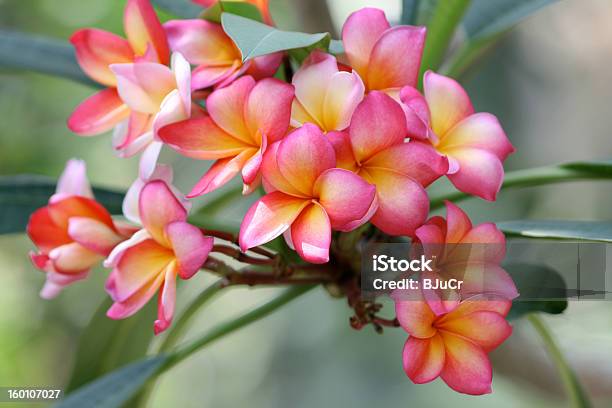 Plumeria Rubra Stockfoto und mehr Bilder von Gelb - Gelb, Orange - Farbe, Rosa