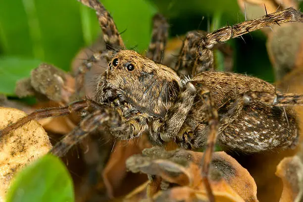 macro spider