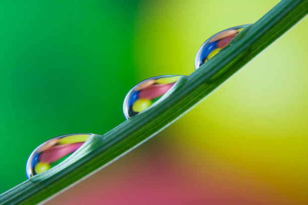 istock Colored water droplets on blade of grass 160107075