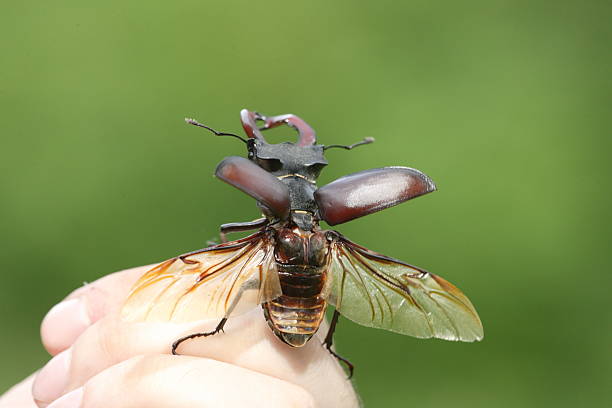 stag-beatle on the hand stock photo