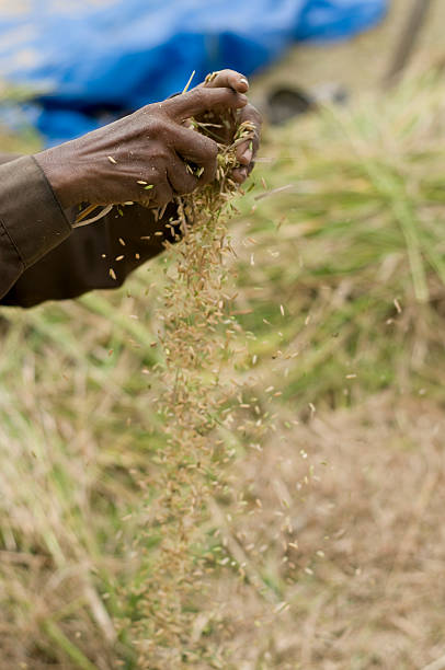 Cтоковое фото Собирать урожай Рис